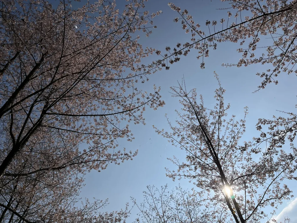 Cherry blossoms, yes cherry blossoms right in front of the homestay in november